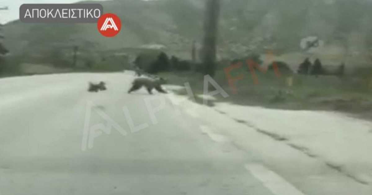 Καστoριά: Κατηφόρισαν πάλι οι αρκούδες κι έγινε χαμός (video)