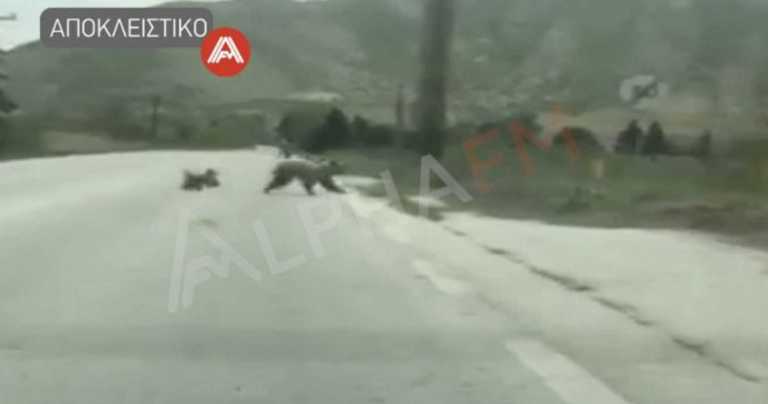 Καστoριά: Κατηφόρισαν πάλι οι αρκούδες κι έγινε χαμός (video)