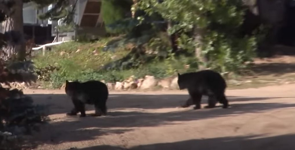 Σοκ: Αρκούδα επιτέθηκε και σκότωσε 39χρονη (pics, vid)