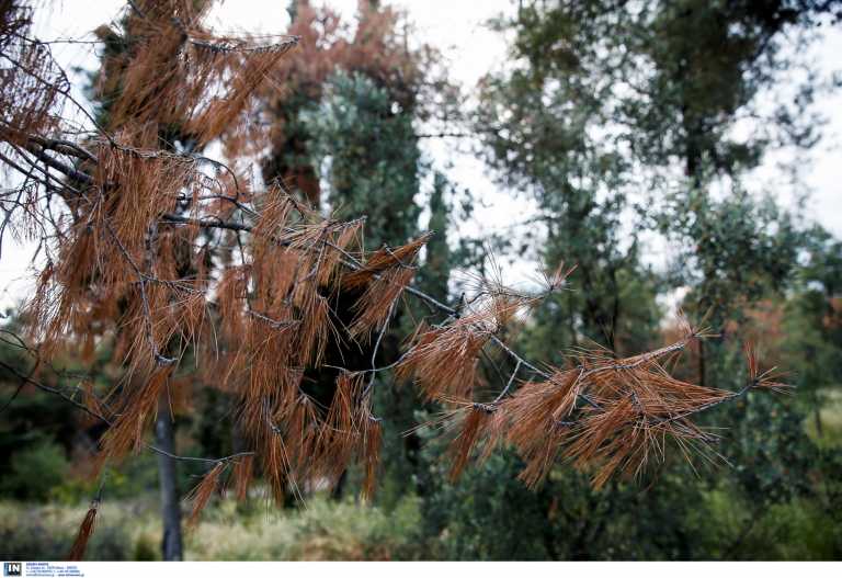 Κρήτη: Πήγε να αποφύγει τους θηροφύλακες και τράκαρε με δέντρο
