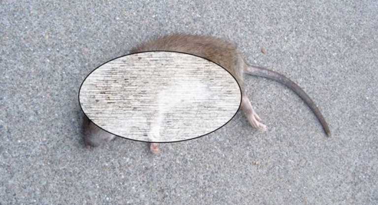 Πάτρα: Ληστές «μπουκάρουν» σε σπίτια με δόλωμα ψόφιο ποντίκι έξω από την πόρτα
