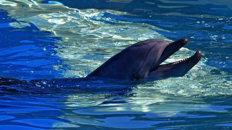 Η θάλασσα ξέβρασε ένα νεκρό δελφίνι στη Σάμο - Τι δείχνουν τα σημάδια στο σώμα του