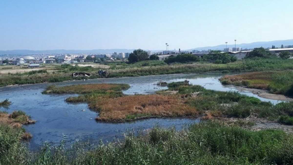 Θεσσαλονίκη: Η πηγή μικροβίων που προκαλεί αντιδράσεις – Ένας βούρκος γεμάτος σκουπίδια