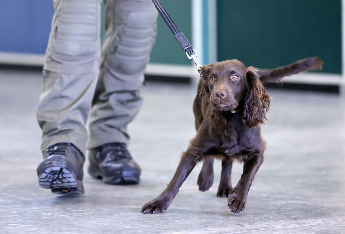 epa08564136 Joe a Coronavirus sniffer dog and his trainer during a training session at the School for Service Dogs of the Bundeswehr in Ulmen near Koblenz, Germany, 24 July 2020. In the German Bundeswehr Graefin-von-Maltzan barracks in Ulmen, service dogs are being trained as sniffer dogs for the coronavirus Covid-19.  EPA