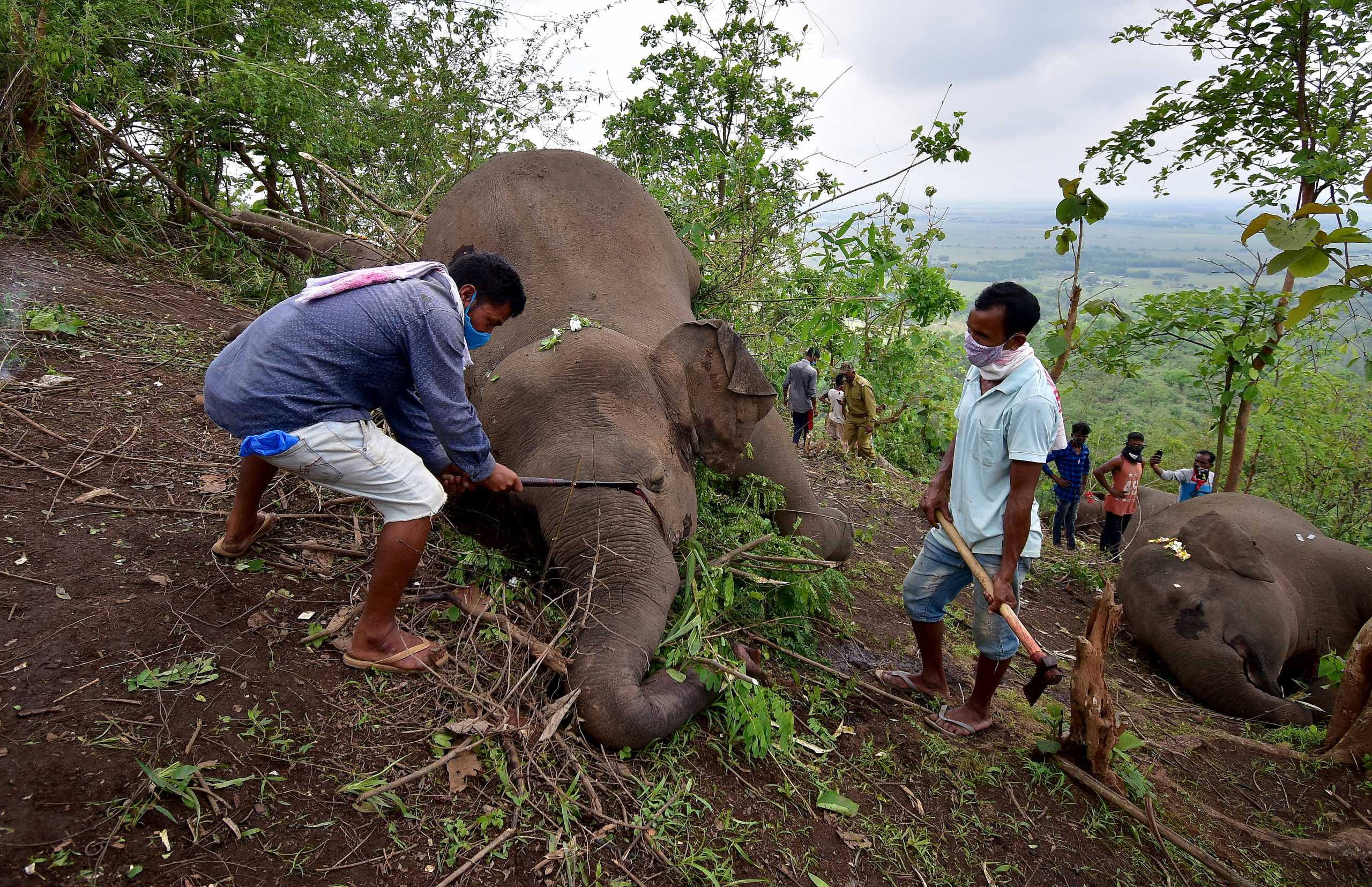 A forest official uses an axe to remove the trunk from a dead elephant that according to the forest officials possibly died because of a lightning strike, on the foothills of the Kundoli reserve forest area in Nagaon district in the northeastern state of Assam, India, May 14, 2021. REUTERS
