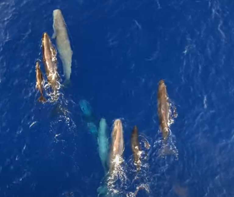 Ιόνιο: Η στιγμή που φάλαινα θηλάζει το μικρό της – Μαγικές εικόνες από drone στη θάλασσα (video)