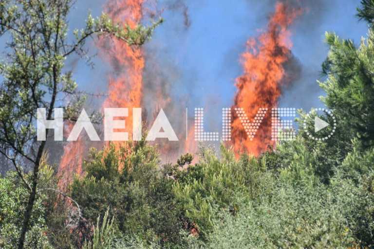 Ηλεία: Μεγάλη φωτιά σε δάσος – Μάχη της Πυροσβεστικής για να μην ξεφύγει το πύρινο μέτωπο (pics)