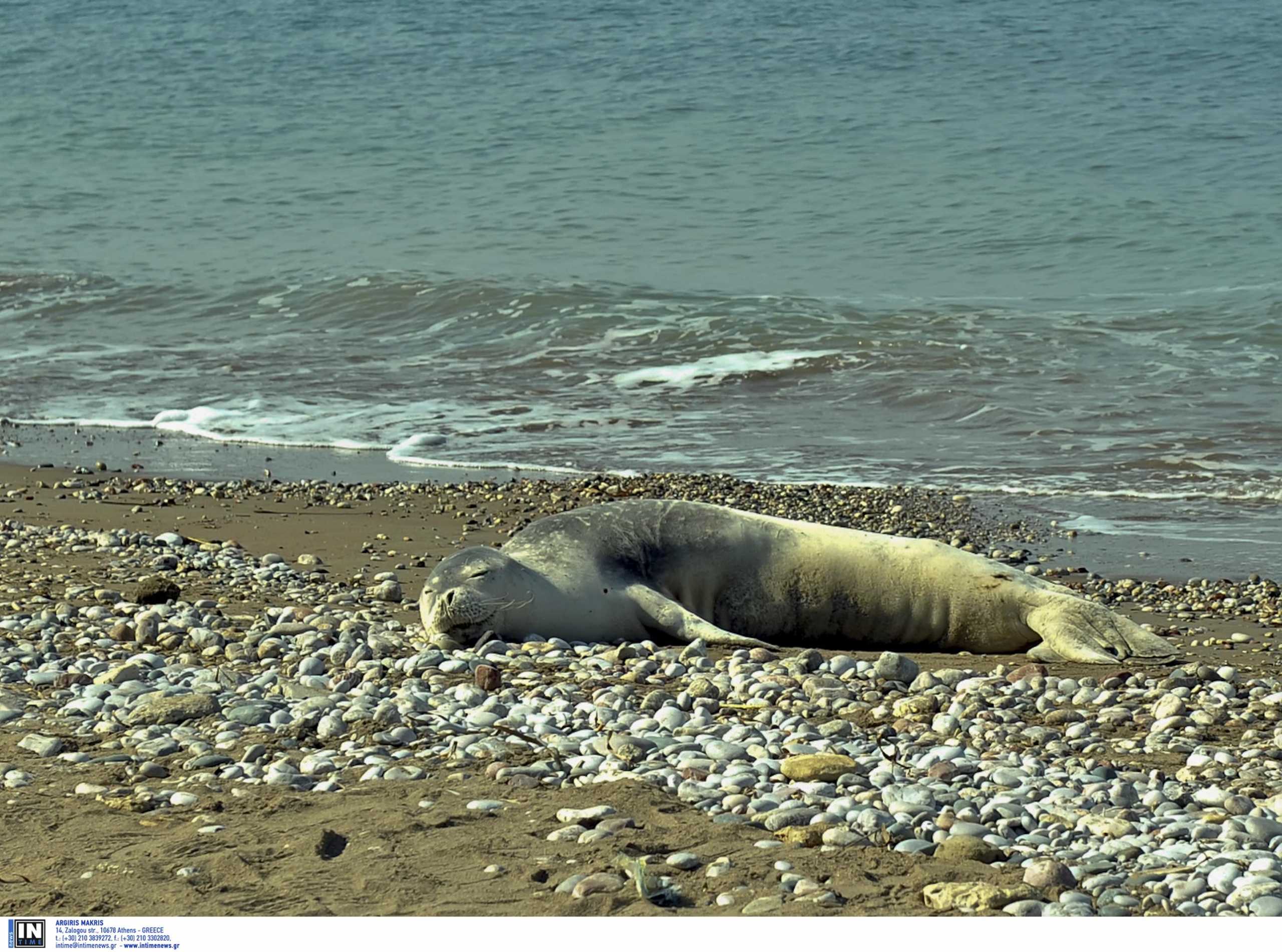 Ρωσία: 150 φώκιες νεκρές σε παραλία της Κασπίας Θάλασσας