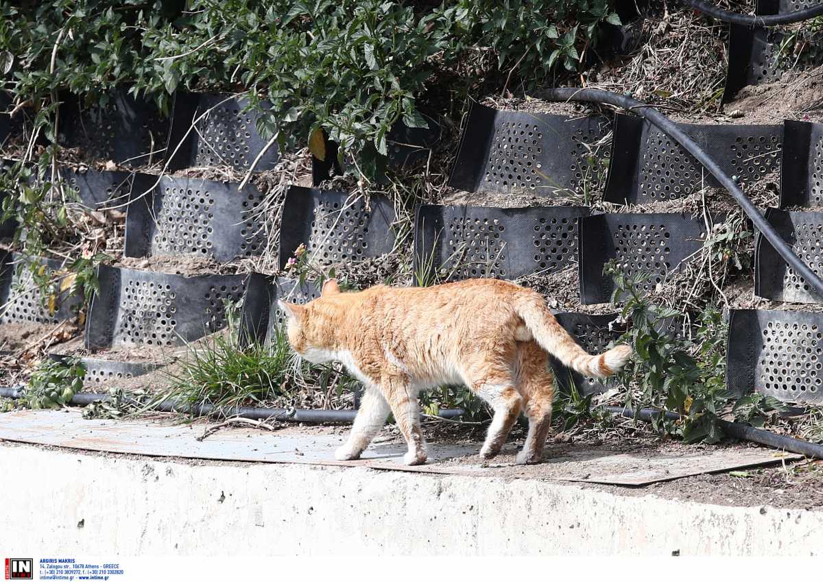 Πάτρα: Σοκαριστική ομολογία – «Μου άρεσε η γάτα και την σκότωσα»