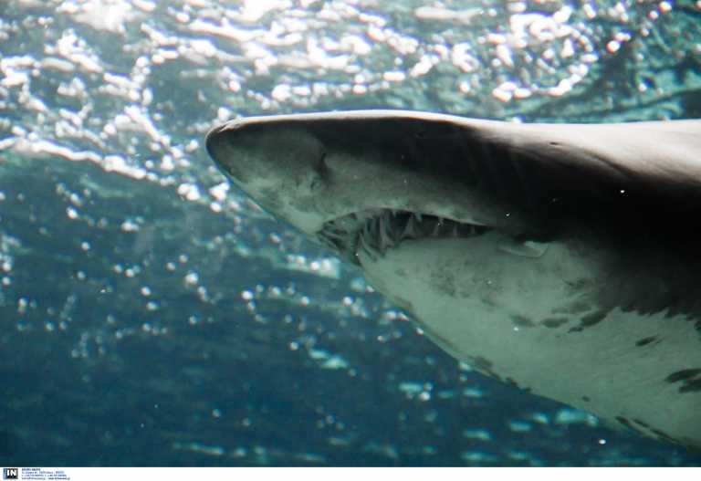 Κρήτη: Καρχαρίες βρέθηκαν νεκροί στο διάσημο ενυδρείο – Η έρευνα ειδικών για τα όσα έγιναν (pics)