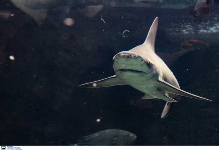 Σοκαριστικές εικόνες από την φονική επίθεση καρχαρία σε λουόμενο στη Νέα Καληδονία