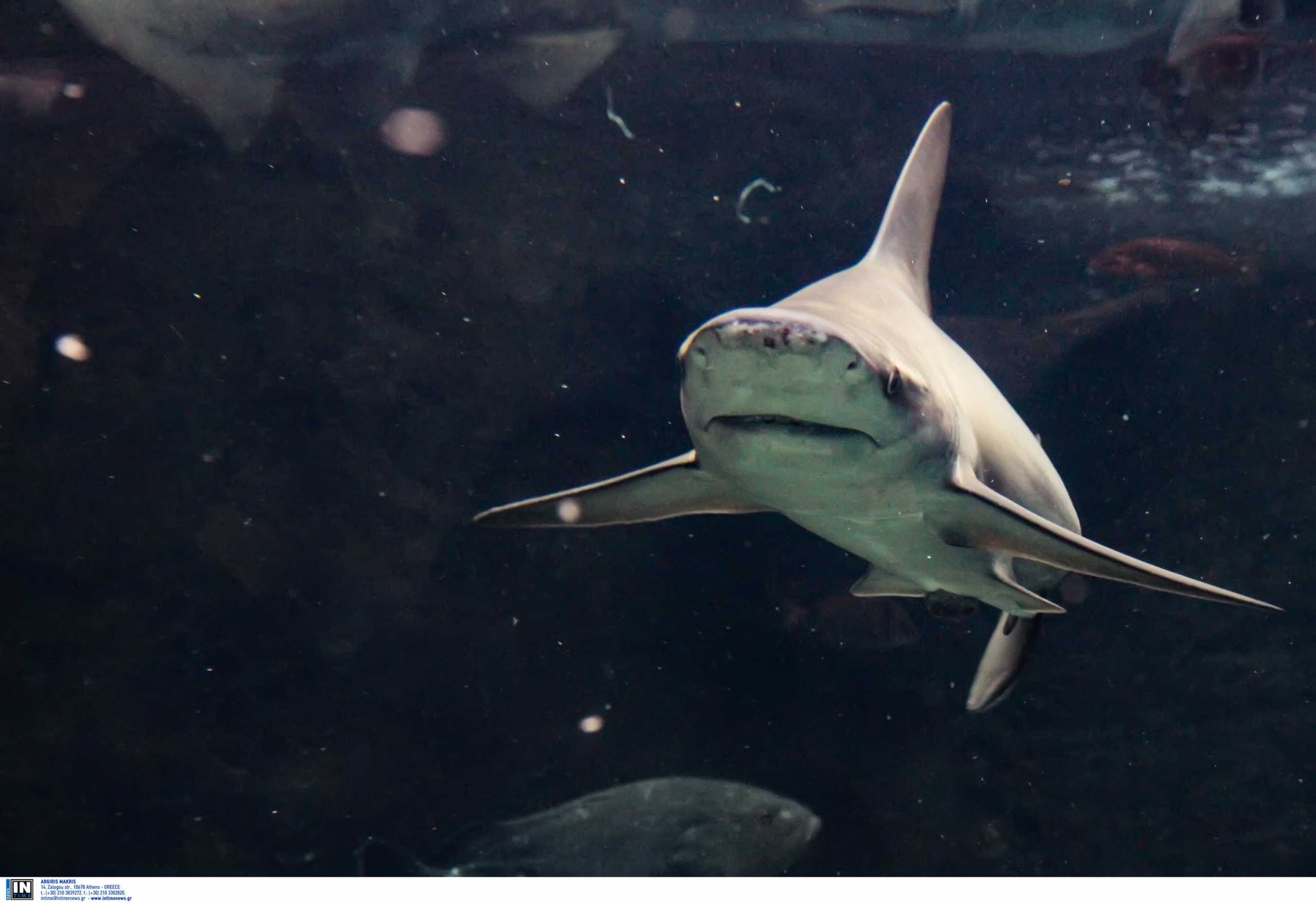 Νέα Καληδονία: Καρχαρίας κατασπάραξε λουόμενο σε παραλία – Το σοκαριστικό βίντεο