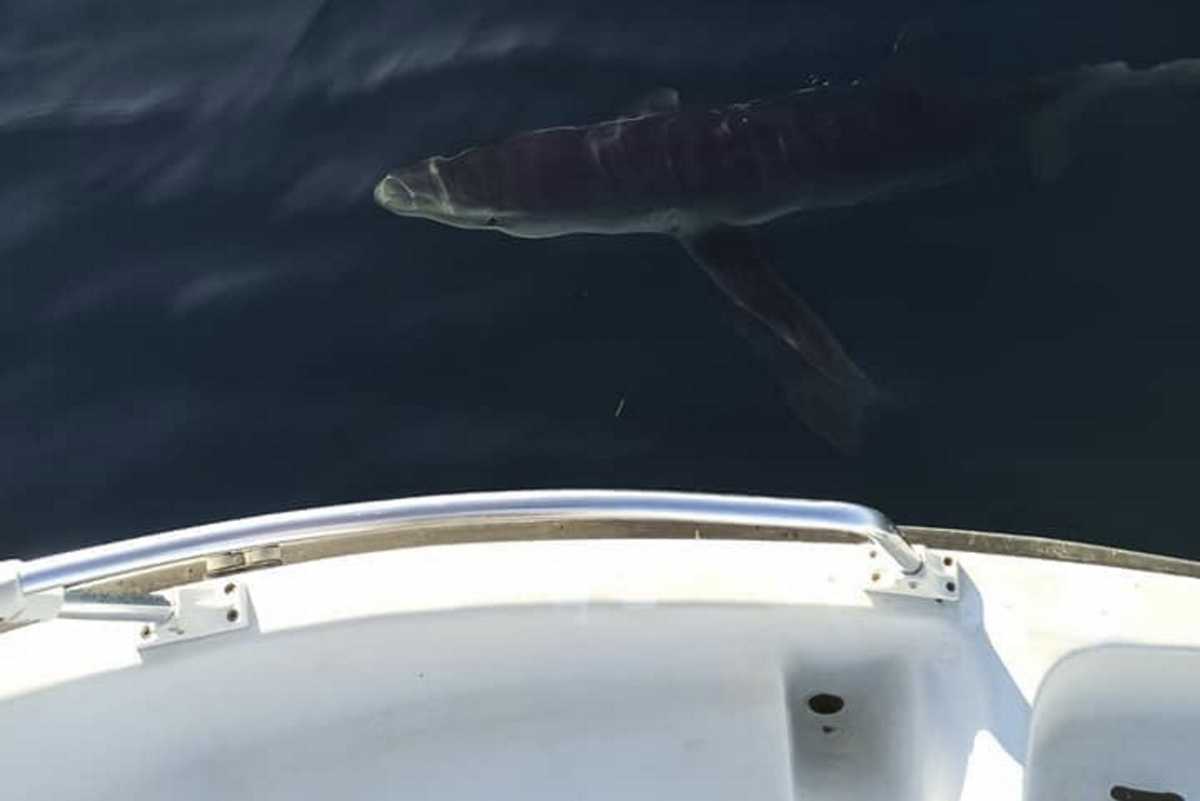 Καρχαρίες κόβουν βόλτες γύρω από ψαράδες στην Αμάρυνθο και την Κινέτα – Δείτε φωτογραφίες