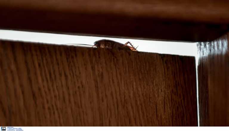 Ηράκλειο: «Μιλιούνια» οι κατσαρίδες σε γειτονιές της πόλης – Δείτε ποια είναι η πηγή του προβλήματος