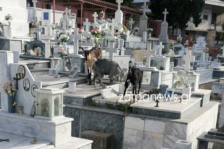 Κρήτη: Κατσίκια τρύπωσαν στο νεκροταφείο και έφαγαν τα λουλούδια από τα μνήματα (pics)
