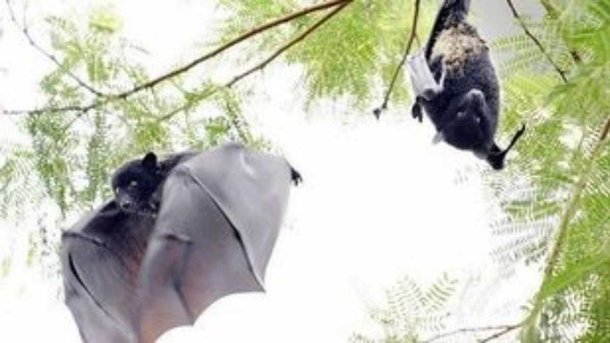 Κορονοϊός: Στις νυχτερίδες κρύβεται το «μυστικό» για την προέλευσή του