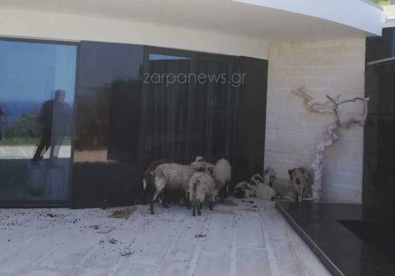 Χανιά: Πρόβατα εισέβαλαν σε νοικιασμένη πολυτελή βίλα και άφησαν και «δώρα» (pics)
