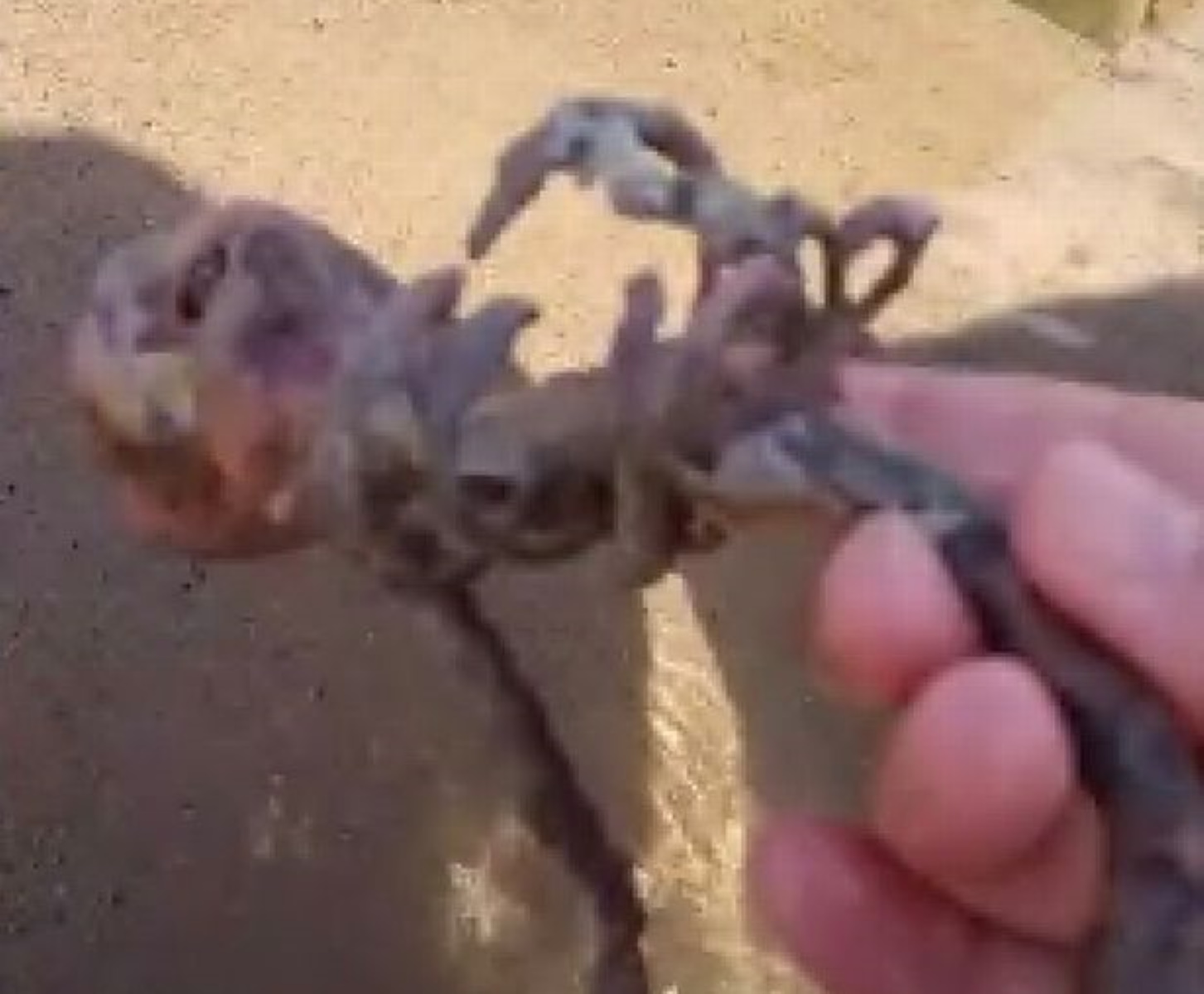 Βρήκαν σκελετό γοργόνας στην παραλία (pics)