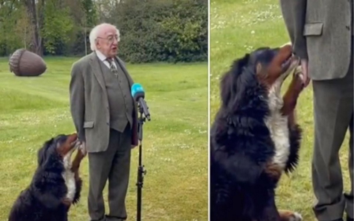 Ιρλανδία: Viral η συνέντευξη του προέδρου με τον σκύλο του να ζητάει χάδια (vid)