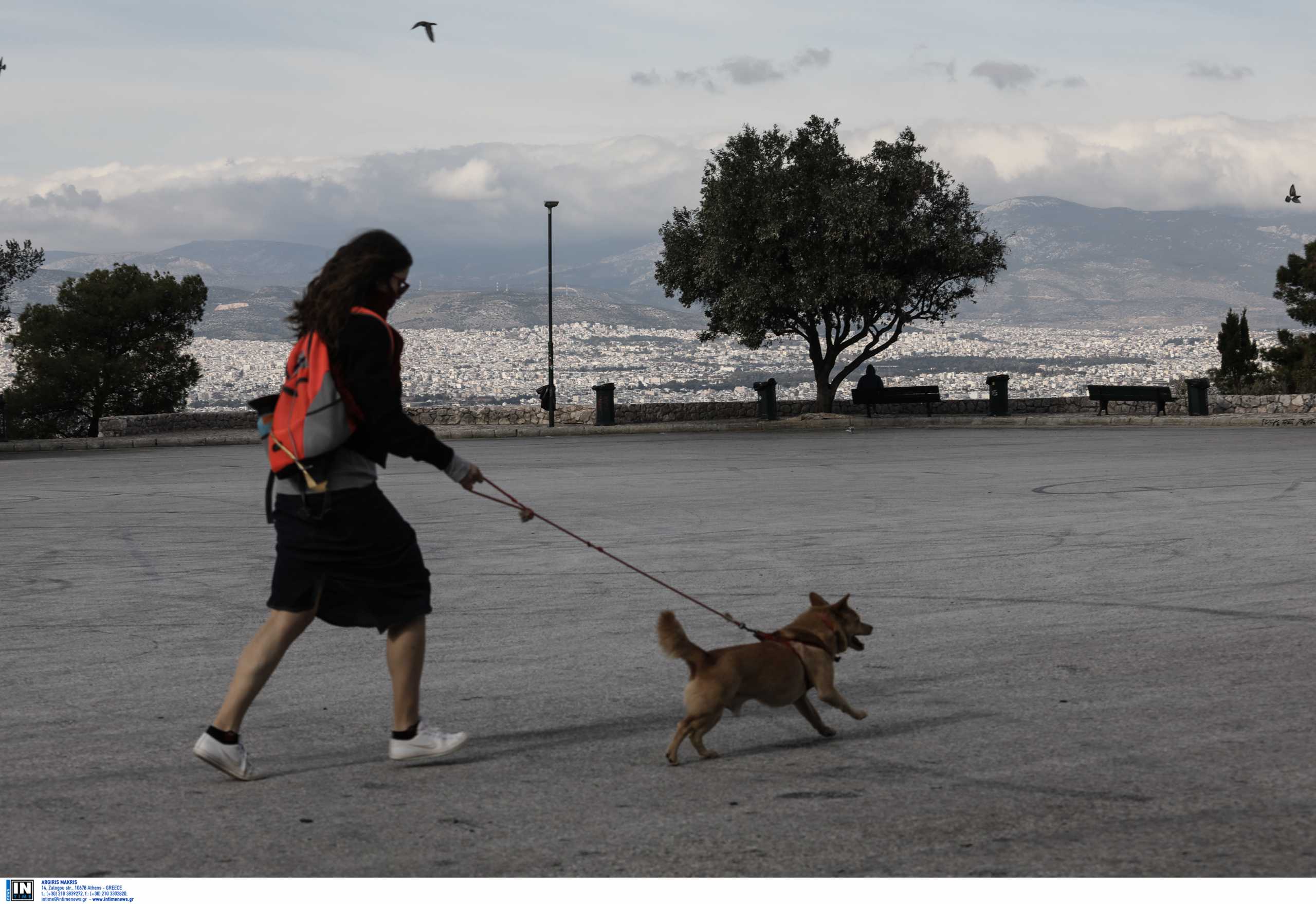 Τι αλλάζει με το νομοσχέδιο για ζώα συντροφιάς και αδέσποτα