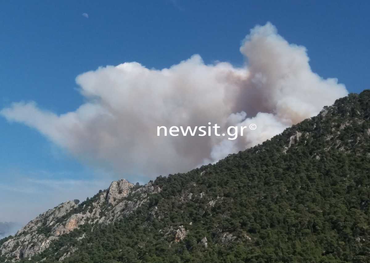 Φωτιά στο Σχίνο: Νέα αναζωπύρωση – Ισχυροί άνεμοι στην περιοχή (pics)