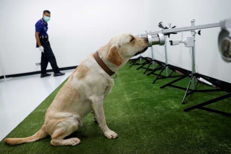 Ταϊλάνδη: Σκύλοι μυρίζουν τον ανθρώπινο ιδρώτα και ανιχνεύουν τον κορονοϊό