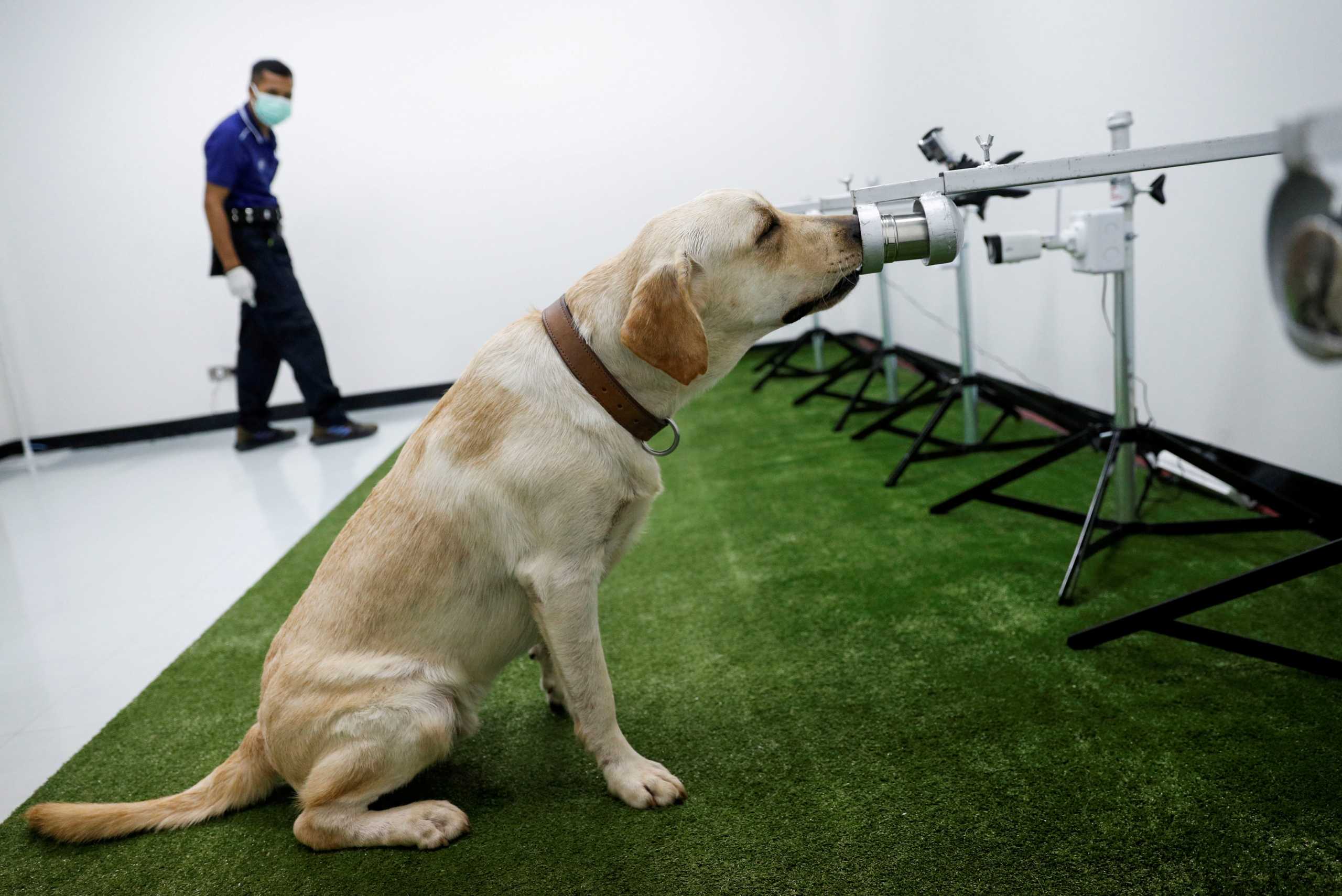 A dog that has been trained to sniff out the coronavirus disease (COVID-19), screens a sweat sample at Chulalongkorn University, in Bangkok, Thailand May 21, 2021. REUTERS
