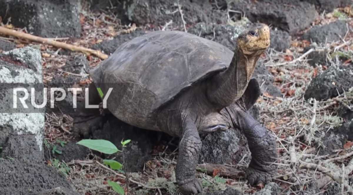 Ισημερινός: «Εξαφανισμένη» γιγαντιαία χελώνα επανεμφανίστηκε μετά από 100 χρόνια