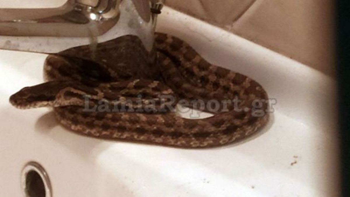 Λαμία: Βρήκε φίδι στον… νιπτήρα του σπιτιού του (pic)