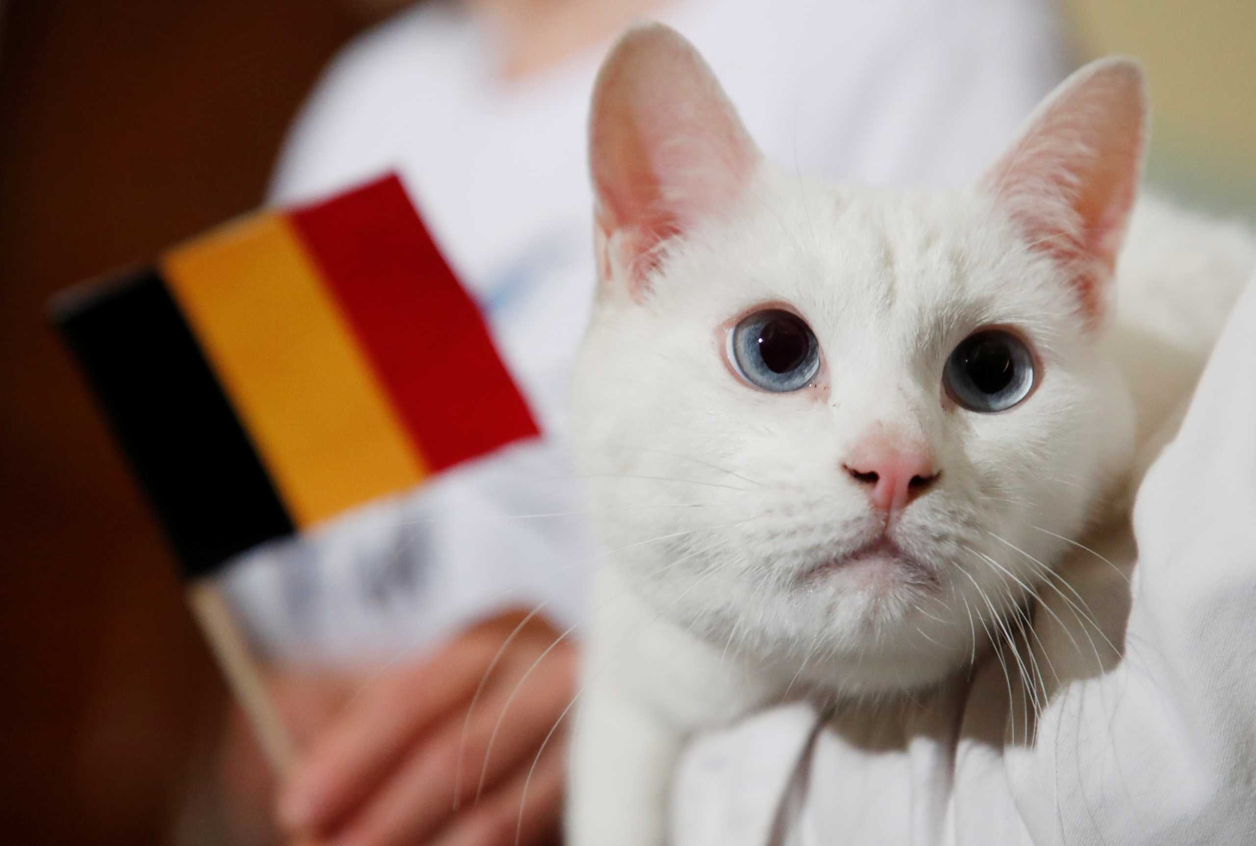 Achilles the cat, that lives in St. Petersburg's Hermitage museum, chooses Belgium while attempting to predict the result of the UEFA Euro 2020 match between Belgium and Russia during an event in Saint Petersburg, Russia June 12, 2021. REUTERS