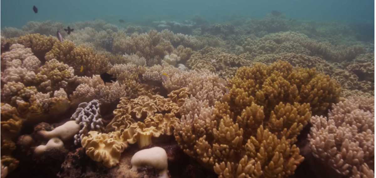 SOS στέλνει ο Μεγάλος Κοραλλιογενής Ύφαλος στον Ειρηνικό Ωκεανό (video)