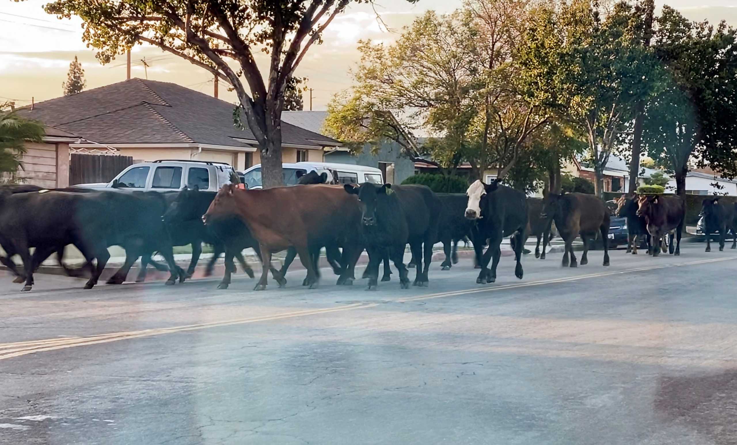 A herd of cows runs through the street in Pico Rivera, California, U.S., June 22, 2021 in this still image taken from social media video.  Daisy Laureano