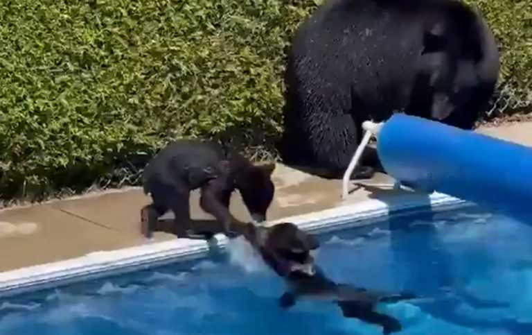 Ο καύσωνας «έστειλε» οικογένεια αρκούδων για βουτιές σε πισίνα - Το βίντεο που έγινε viral