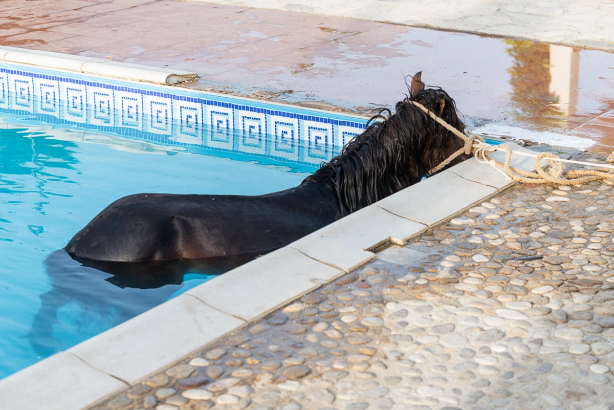 Κεφαλονιά: Άλογο κάνει βουτιές σε… πισίνα ξενοδοχείου (pics)