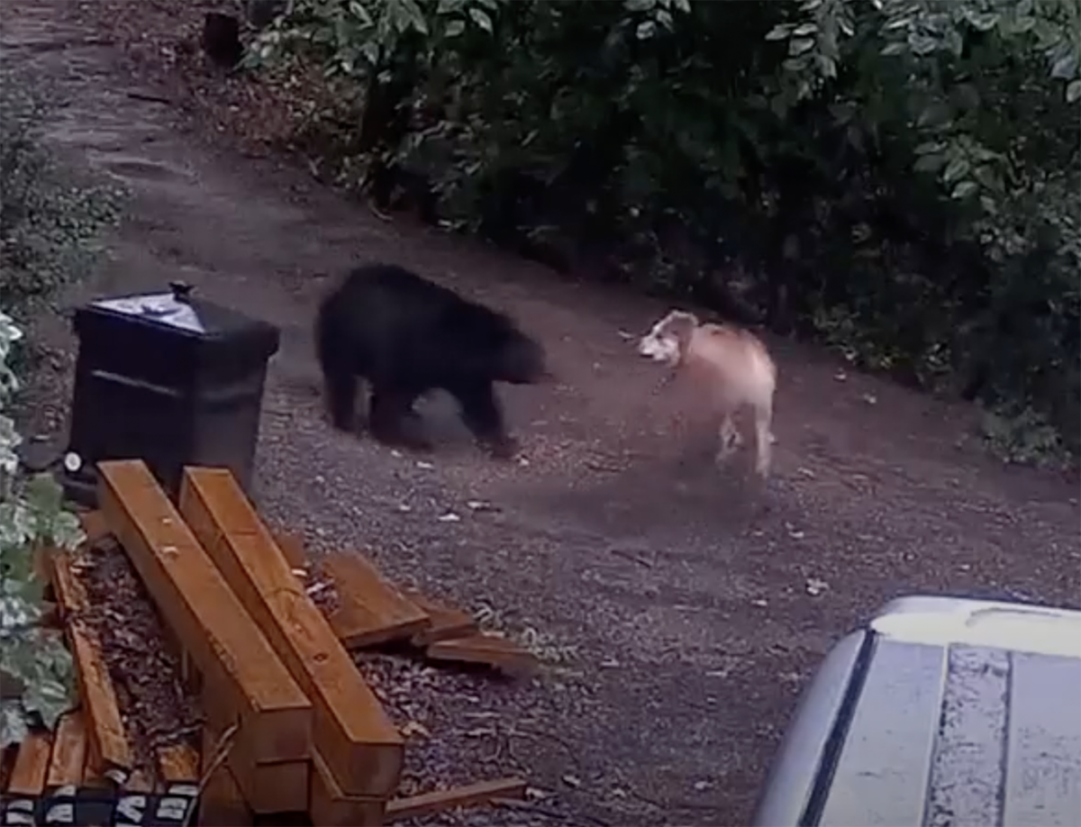 Η στιγμή που αρκούδα επιτίθεται σε σκύλο για να σώσει τα μικρά της