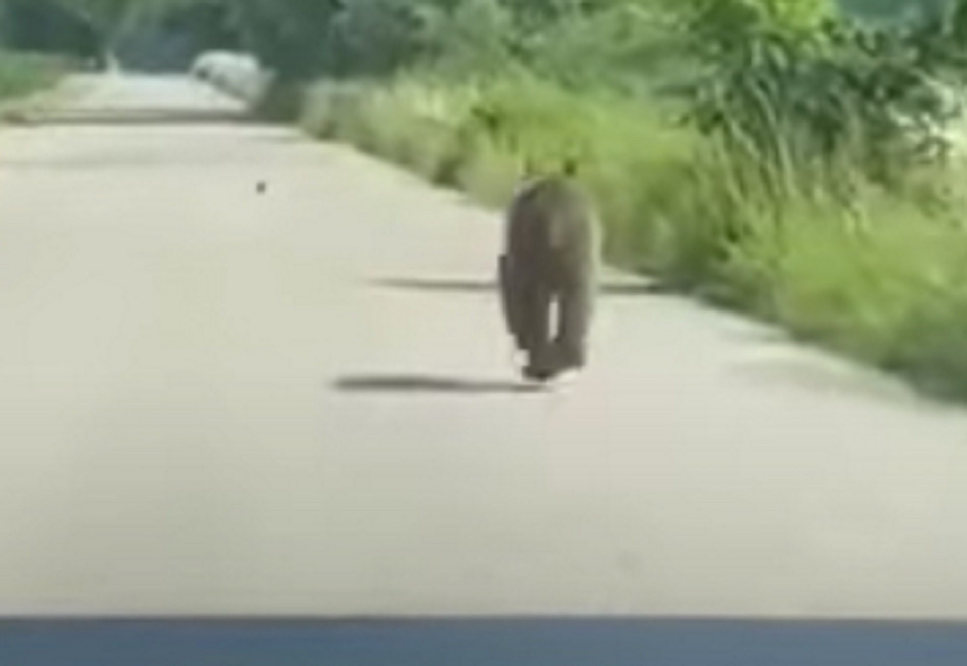 Τρίκαλα: Η στιγμή που αρκούδα τρέχει μπροστά από αυτοκίνητο – Τα παράθυρα έκλεισαν στα γρήγορα