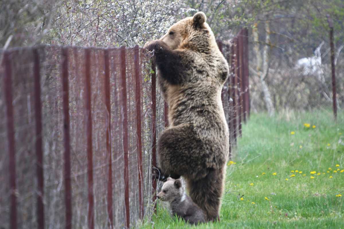 Αρκούδα πιάστηκε στα πράσα να «κλέβει» κεράσια μαζί με το μικρό της