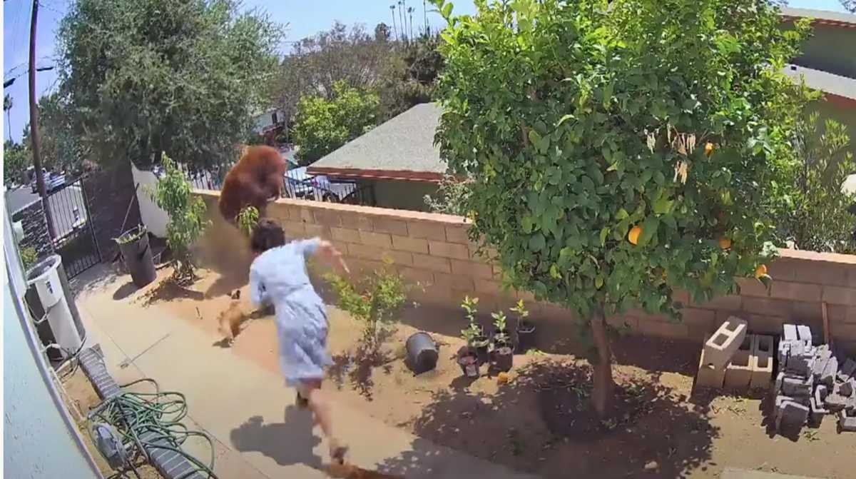 Καλιφόρνια: Πάλεψε με τεράστια αρκούδα για να σώσει τα σκυλιά της – Βίντεο που σοκάρει