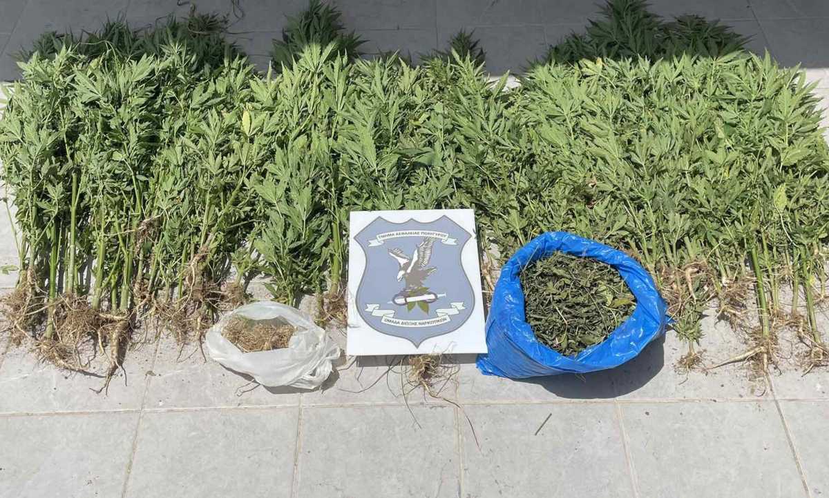 Θεσσαλονίκη: 17χρονος καλλιεργούσε κάνναβη κοντά στο σπίτι του (pic, vid)