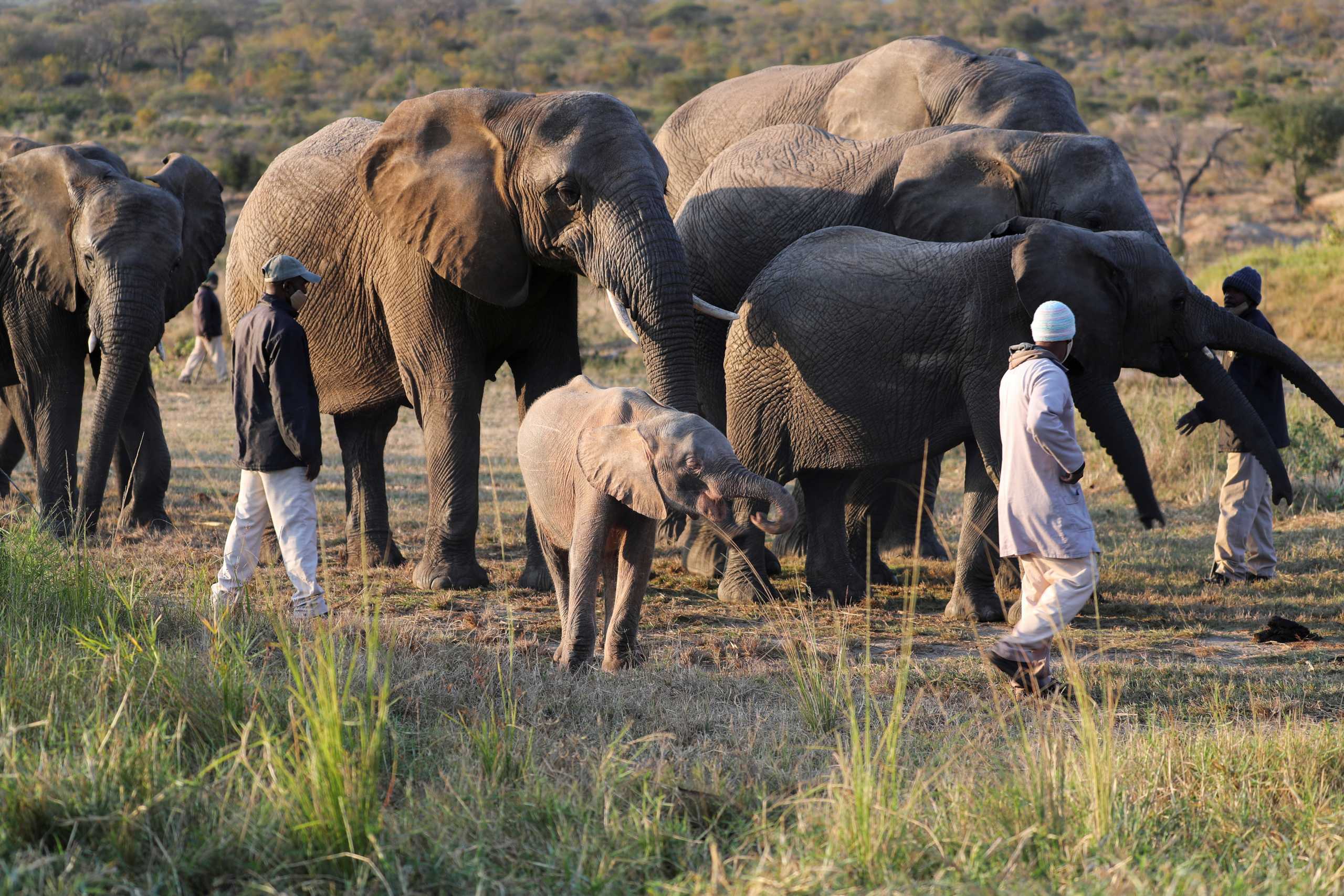 Khanyisa, an albino elephant calf rescued after being caught in a poaching snare, walks with the Jabulani elephant herd at Hoedspruit Elephant Rehabilitation and Development (HERD) sanctuary, near Hoedspruit, South Africa, May 23, 2021. Picture taken May 23, 2021. REUTERS