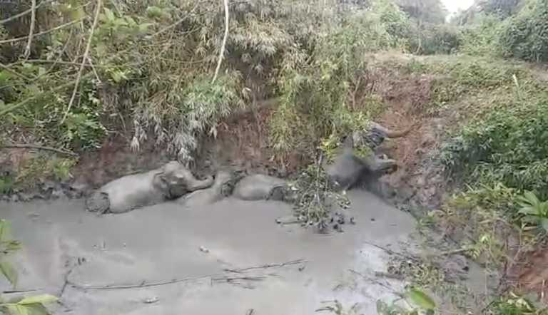 Οι ελέφαντες πάνε... εκδρομή και η νοτιοδυτική Κίνα είναι σε πανικό! (video)