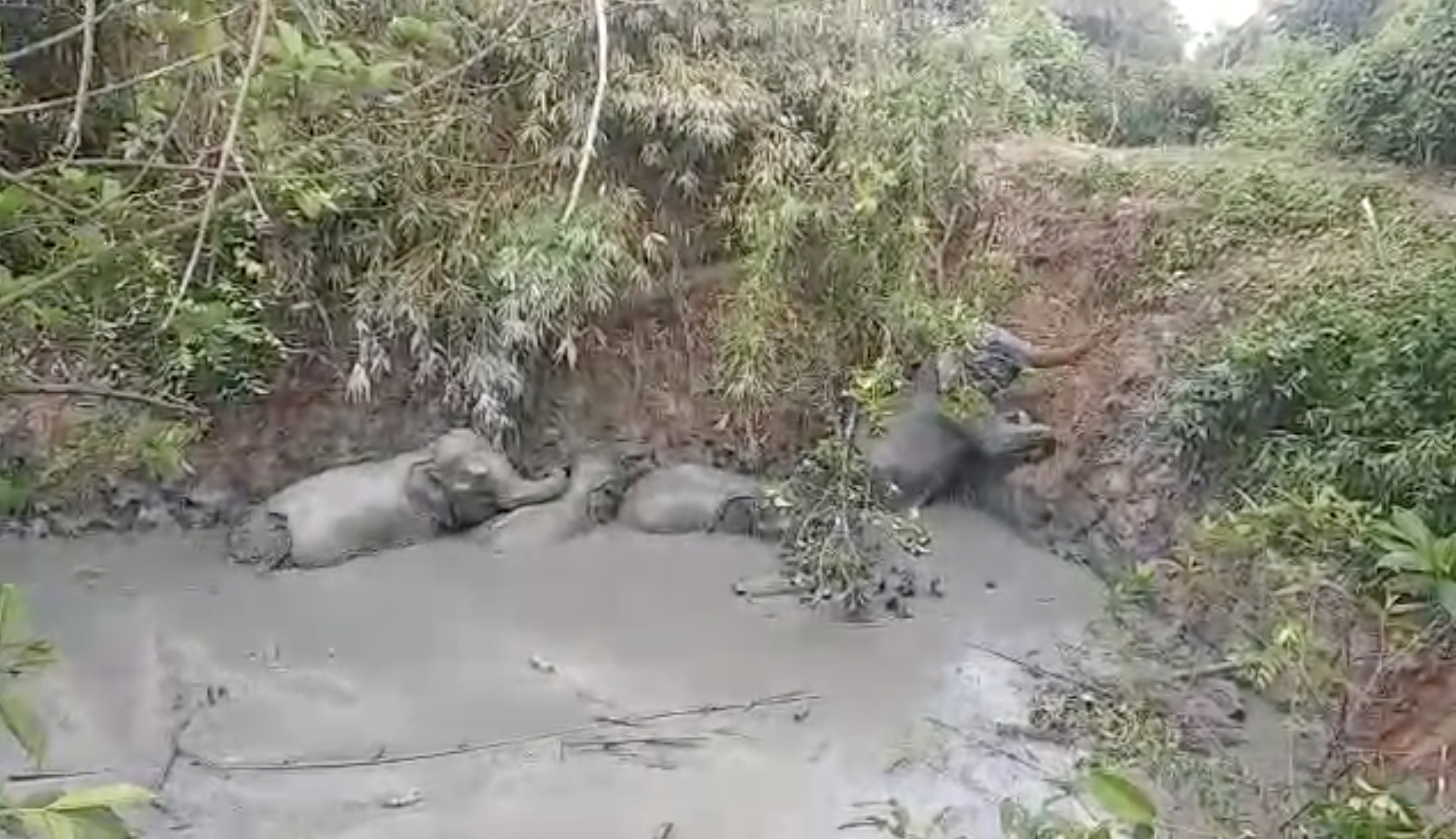 An elephant herd is seen stranded in a mud pit, in Aung Zeha village, Rakhine state, Myanmar, June 4, 2021, in this picture obtained from social media. ZAW PHYO THAN AND AUNG KYAW KYAW OO