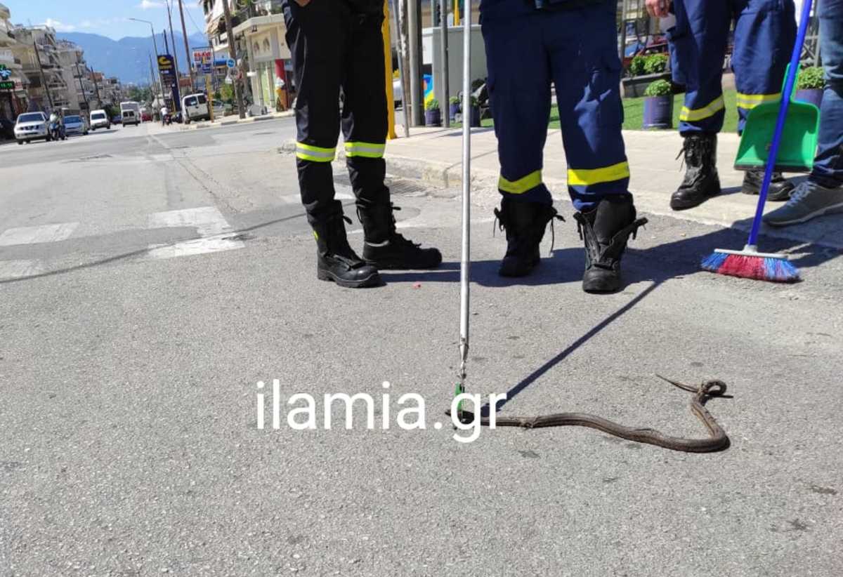 Λαμία: Φίδι αναστάτωσε θαμώνες καφετέριας και οδηγούς (pics)