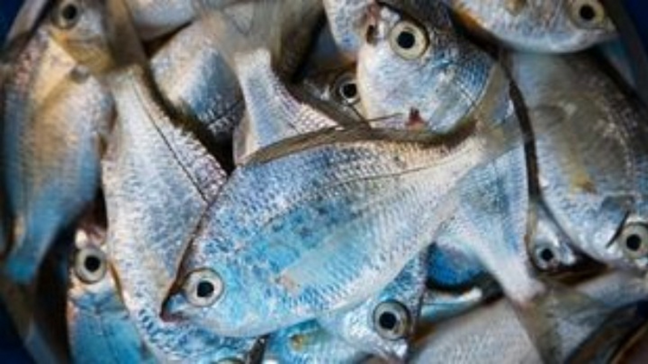 Η κατανάλωση ψαριών με πολλά ωμέγα-3 βοηθά στην ενίσχυση της μνήμης ενός μεσήλικα