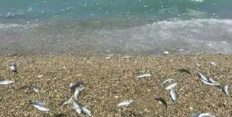 Βόλος: Η εξήγηση πίσω από τα νεκρά ψάρια που ξεβράστηκαν σε παραλία του Πλατανιά