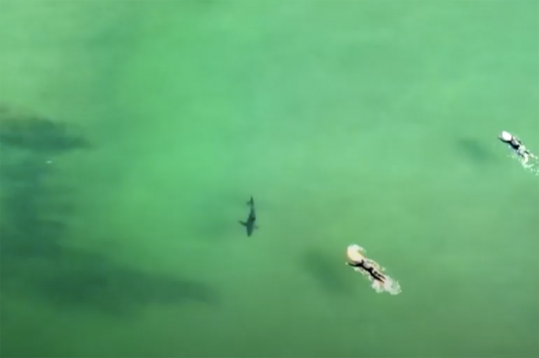 Τα στιγμιότυπα που «σβήνουν» τον φόβο για τους καρχαρίες