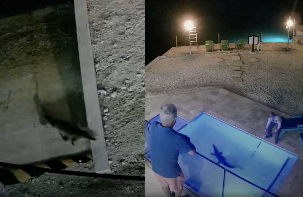 Βρήκαν έναν κροκόδειλο στην πισίνα του σπιτιού τους