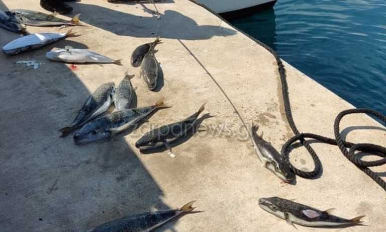 Χανιά: Δηλητηριώδεις λαγοκέφαλοι στις ακτές – Γέμισαν τα δίχτυα των ψαράδων (pics)