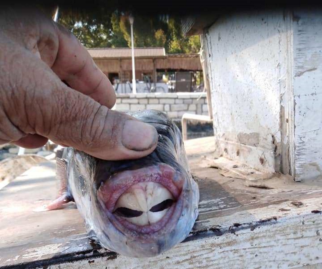 Μεσολόγγι: Ο λαγοκέφαλος έδειξε τα δόντια του – Ανησυχία για την παρουσία του επικίνδυνου ψαριού