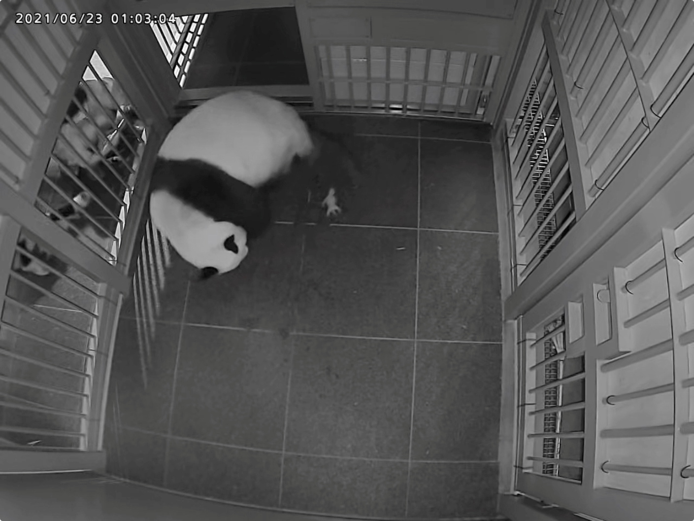 A giant panda Shin Shin gives a birth the first of her twin pandas at Ueno Zoological Park in Tokyo, Japan June 23, 2021, in this handout image taken and released by Tokyo Zoological Park Society. Tokyo Zoological Park Society